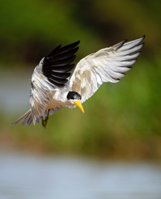 pantanal safari itineraries